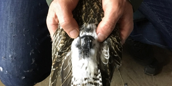 Tagging Bar-tailed godwits