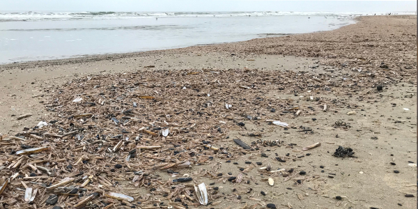 Invasive razor clam 'Wolverine'