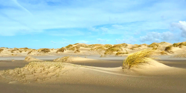 How marram grass builds dunes