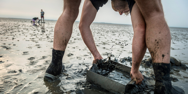 Intertidal benthos