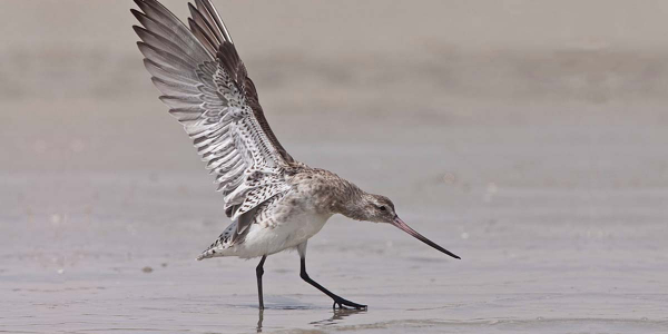 New subspecies of BT Godwit