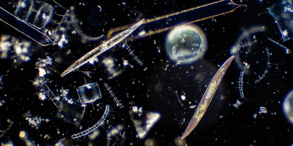 Microscopic plankton