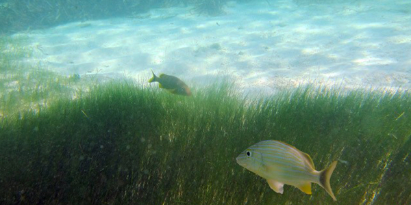 Seagrass meadows battling storms