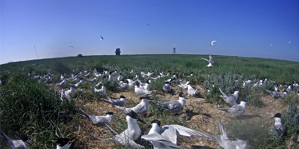 New in 2021: Avian nutrient pump