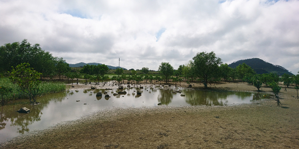 Nature-based coastal defense