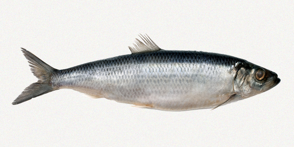 Herring