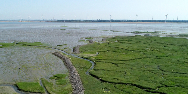 Saltmarshes store al lot of CO2