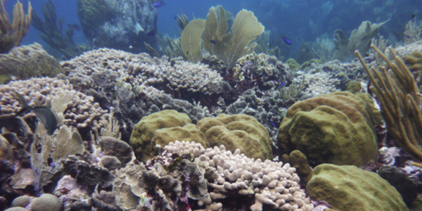 Coral reefs and warmer climates
