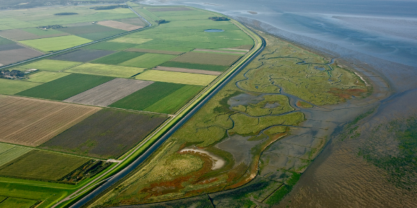 Nationaal onderzoeksproject: Levende dijken zijn groen en groeien mee met de zeespiegel