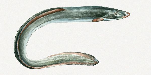 Eel