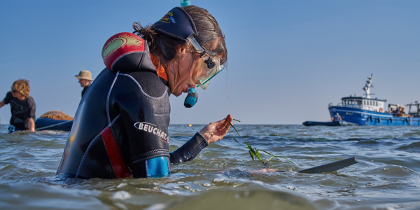 Seagrass nail experiment