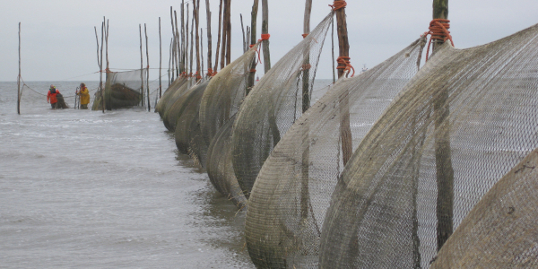 Monitoring the fyke catches