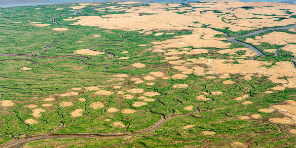 Nieuws: Moerasplanten zijn toppers in CO2-opslag