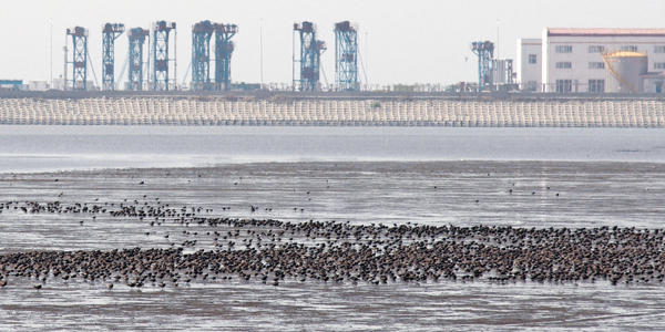 China protects migratory birds