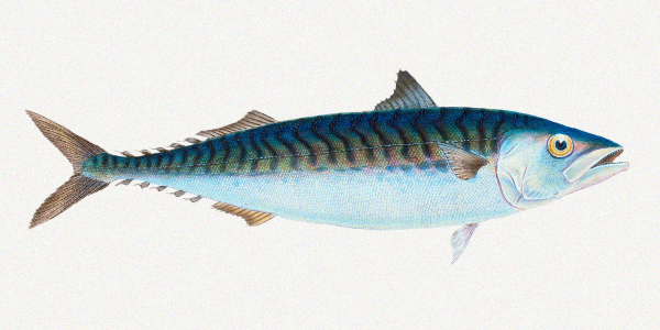 Mackerel