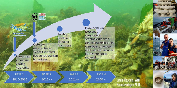 Restoration of oyster beds