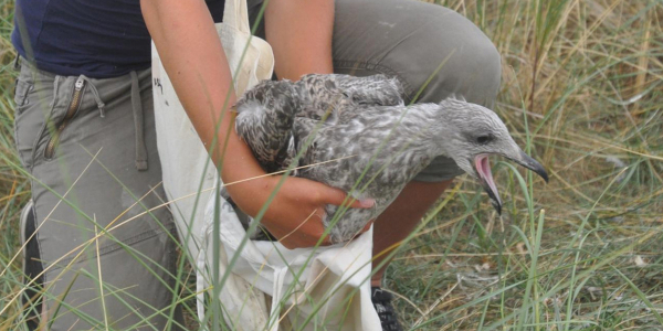 Diet of Gulls