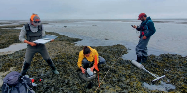 Wadden Mosaic at full speed