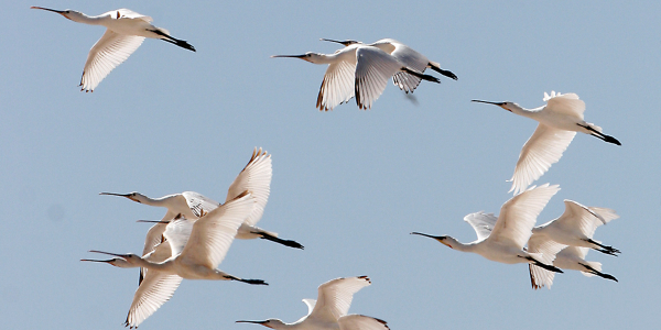 Eurasian spoonbill migration