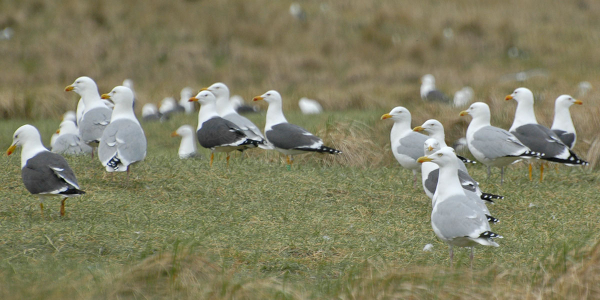 Breeding birds