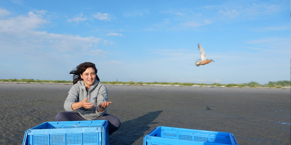 What do red knots eat?