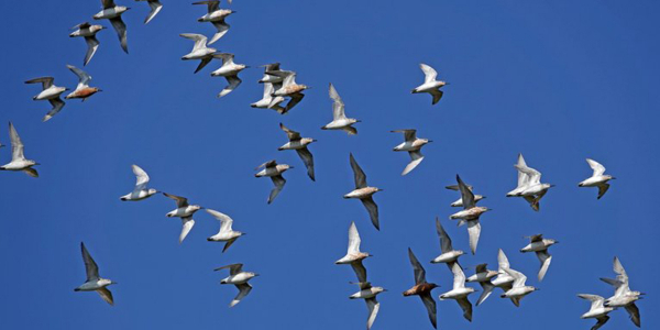 Viewing Knots individually