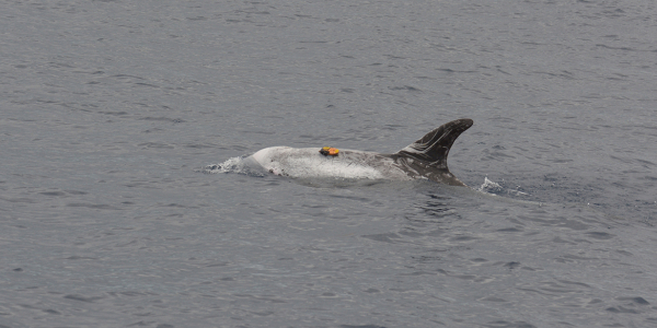 Dolphins perform special spin dive