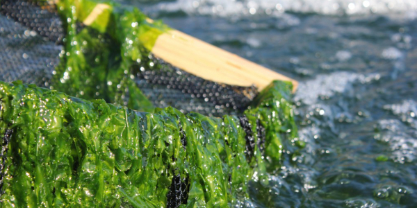 Seaweed for fish farming