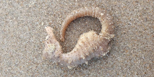 Seahorses found on the beaches