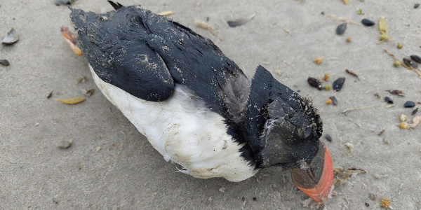 Atlantic puffins washing ashore