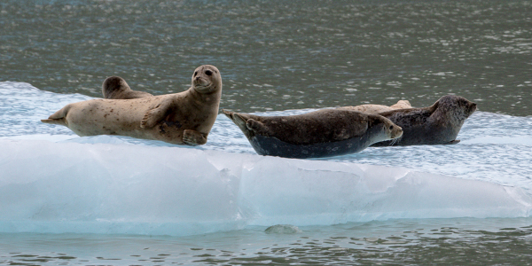 Seals