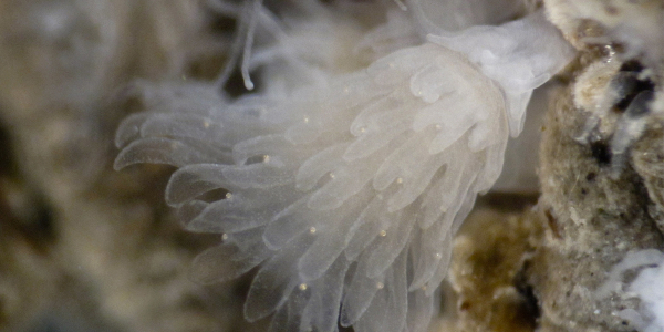 Jellyfish polyps