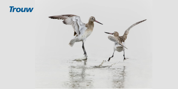 BT-Godwit pulverized world record