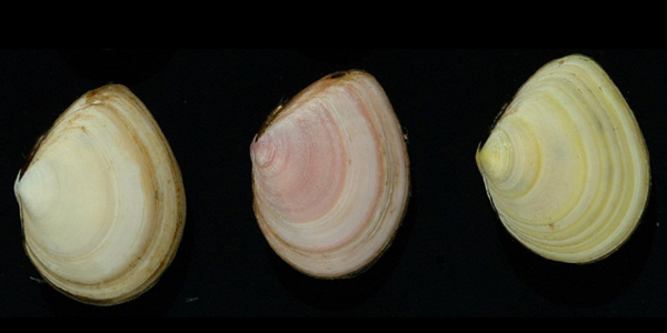 Age determination in bivalves