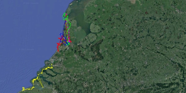 Multi-scale movements of Gulls