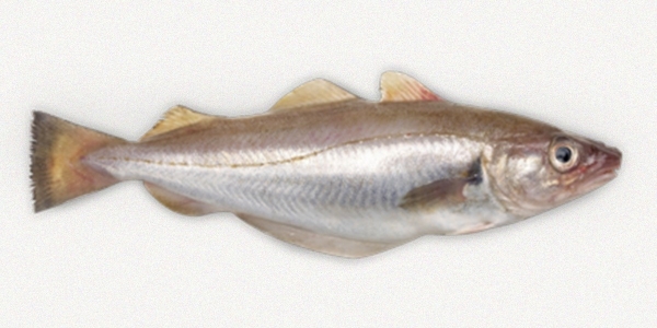 Whiting