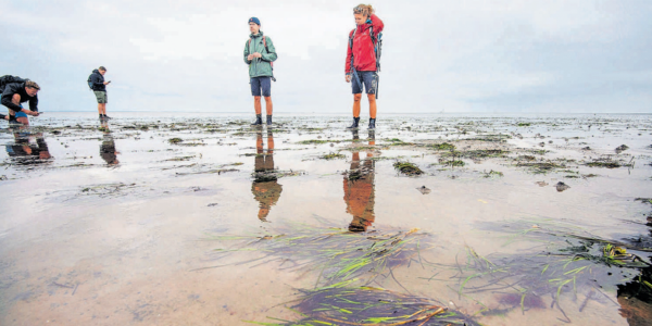 Sea-grass back to life on the mudflats