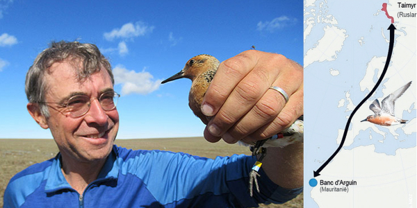 Red Knot under pressure