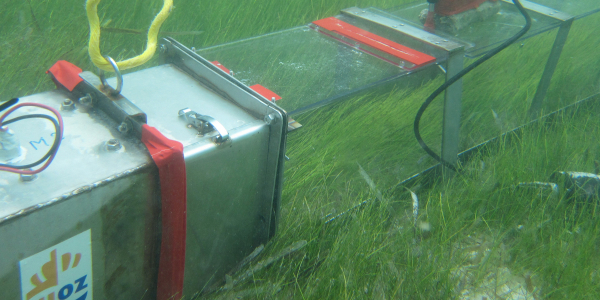 Seagrass field observations