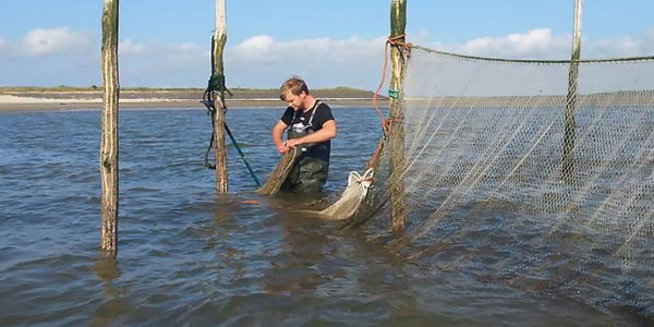 Adult Atlantic croakers