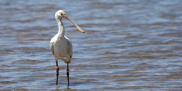 Spoonbill migration