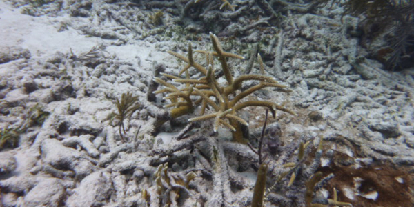 Coral Reefs in great danger