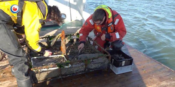 Artificial reefs