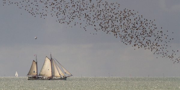 Management Wadden Sea