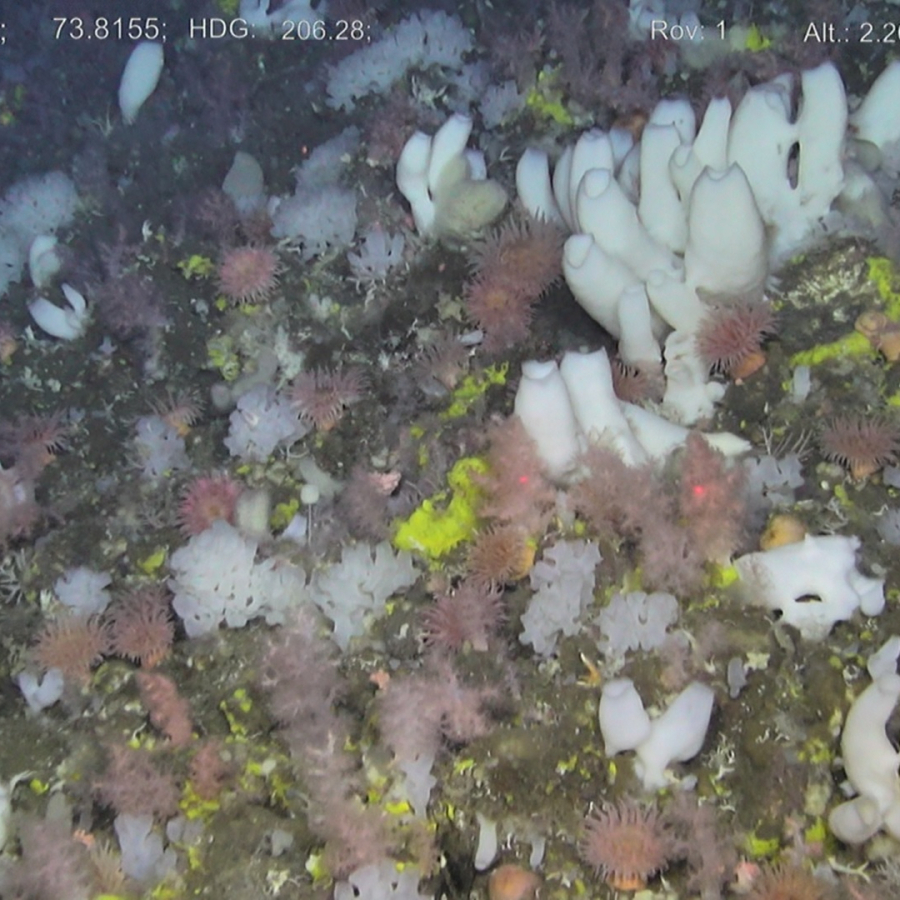 Researchers unravelled how deepsea sponge grounds can survive far away