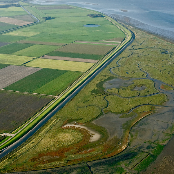 Nationaal onderzoeksproject: Levende dijken zijn groen en groeien mee met de zeespiegel