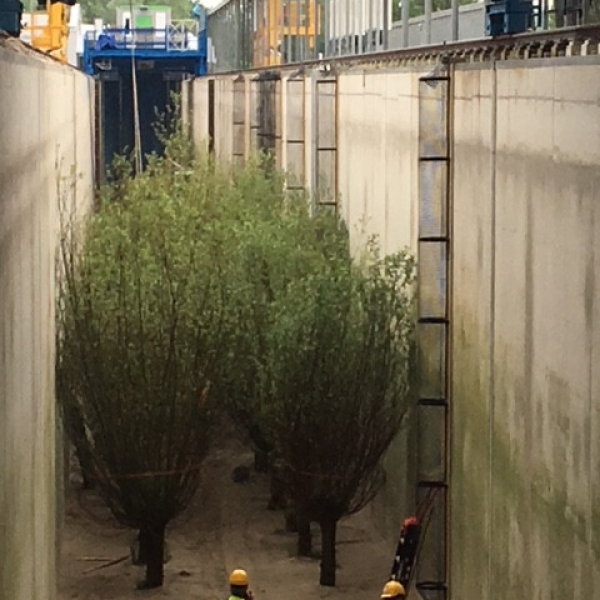 Nieuws: Wilgen als troef in natuurlijke bescherming tegen overstromingen.