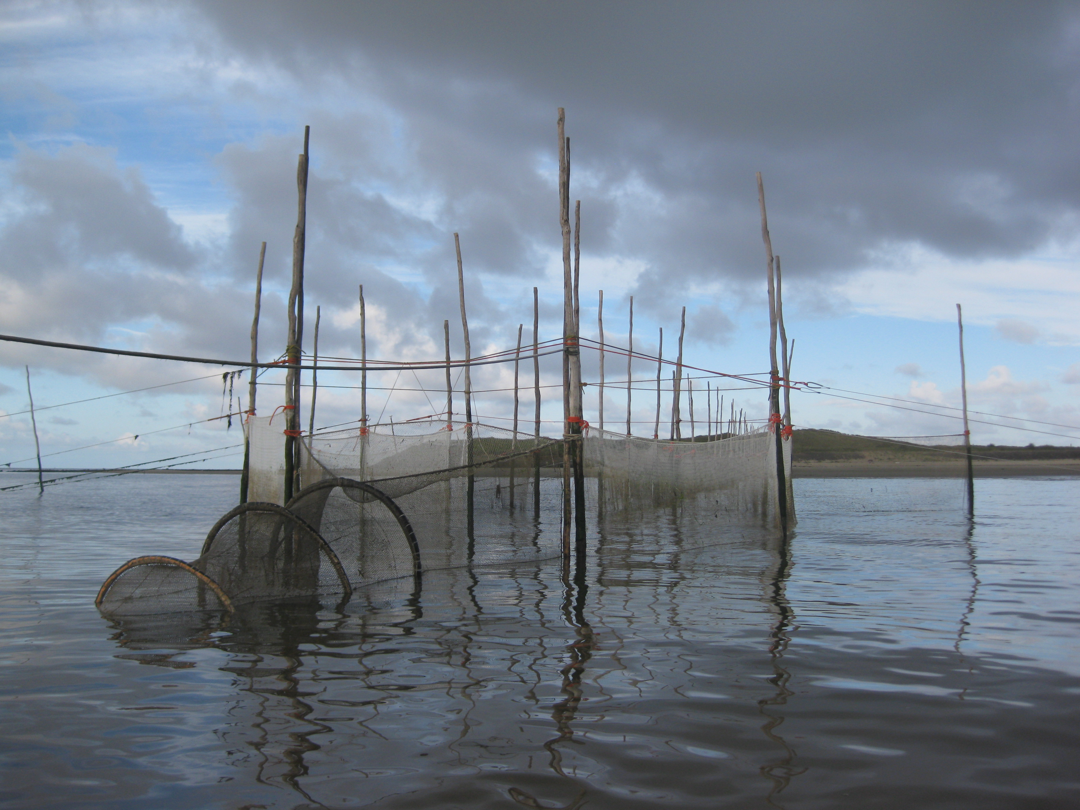 Decades-old fish stomach contents reveal: who eats whom in the Wadden ...