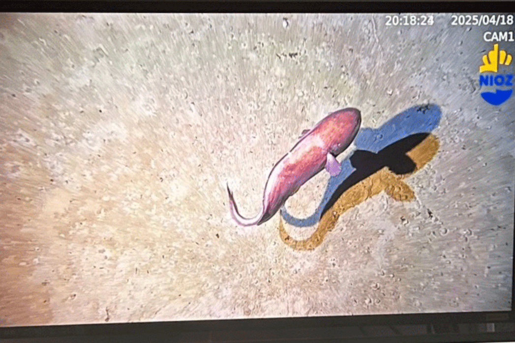 A still from a video taken under water, where you see a red fish swimming just above the ocean floor