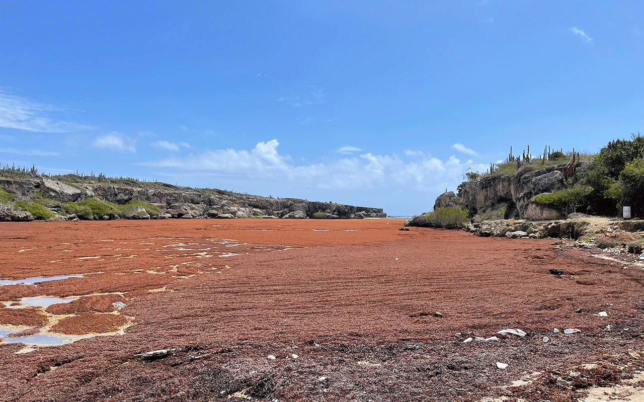 Massive quantities of red Sargassum in a river close to the beach